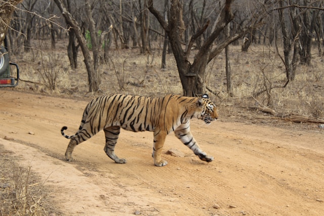Bengal tiger crossing a dirt road in front of a safari vehicle in Ranthambore National Park